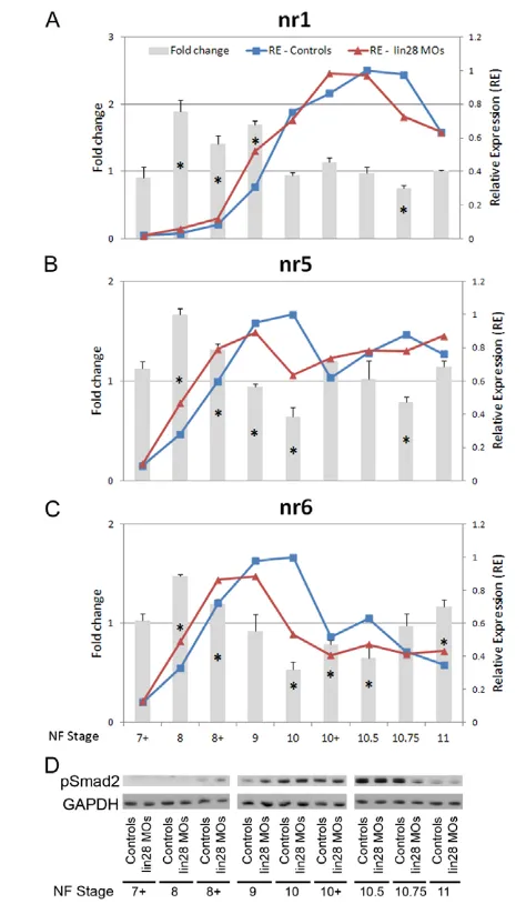 Fig. 6. Effects on the temporal regulation of FGF pathwaycomponents in lin28 morphants