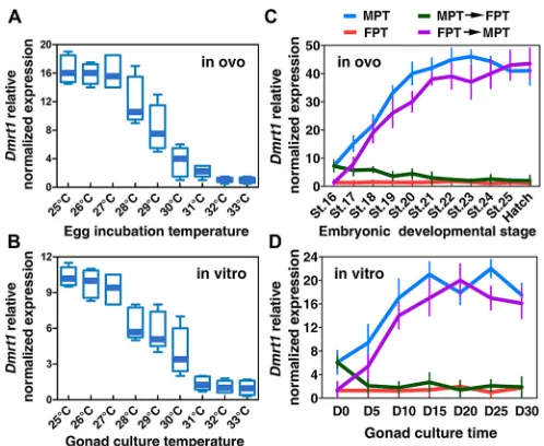 Fig. S8B). Interestingly, some′ Dmrt1-knockdown MPT gonads