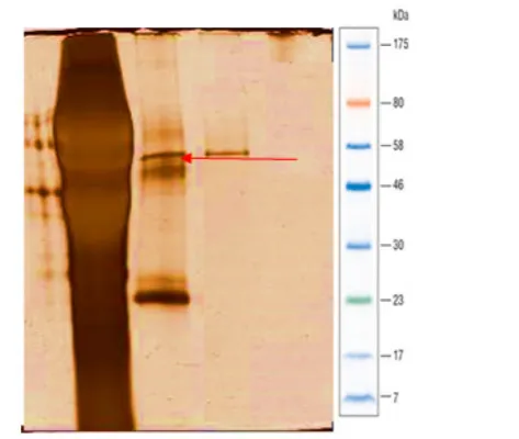 Fig. 4.  Identification of purified protein by immunoblotting method 