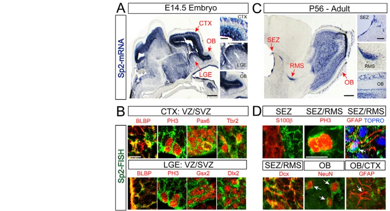 Fig. 1. Sp2 expression in the brain. mRNA. Scale bars: 200 hybridization using the Sp2 probe (green) co-labeled with antibodies (red) against BLBP, PH3 and Pax6 in the VZ, and Tbr2 in the SVZ