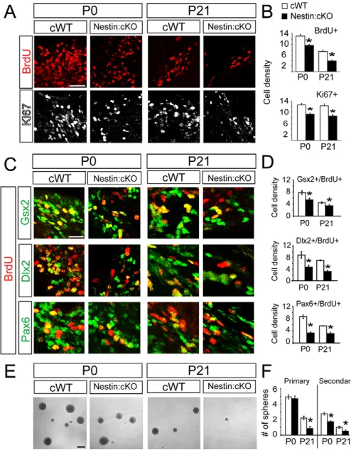 Fig. 3. Aberrant progenitor proliferation in the postnatal Sp2-