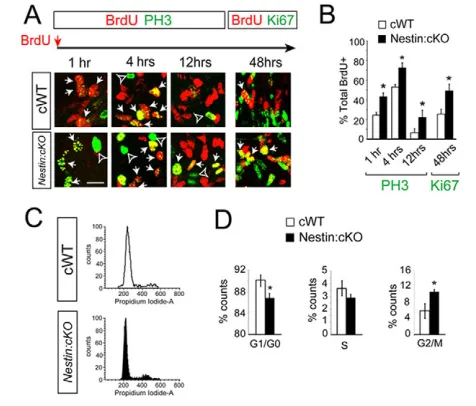 Fig. 6. Analysis of cell cycle progression in Sp2-deficient NSCsand NPCs.nfrom P21 Nestin:cKO SEZ and RMS, illustrating a significantly higherproportion of cells in the G2/M phases and a reduced proportion inG1/G0 phase