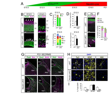 Fig. 7. Disruption of neurogenesis in the embryonic and postnatal Sp2of the cells). (normalized to the average thickness of wild-type cortex