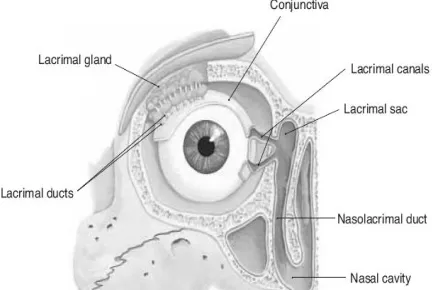 FIGURE 1: CROSS SECTIONAL VIEW OF EYE 