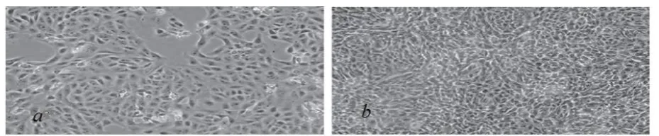 Fig. 1.  Comparative picture of confluent (a) and sub confluent (b) RFSC-1 cell line. 