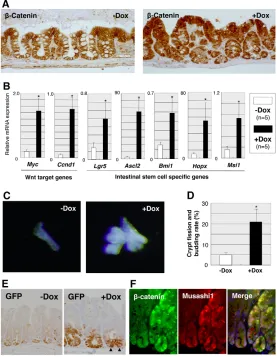 Fig. 2. β-Catenin induction leads to de novowith increased expression of ISC markers in the colon