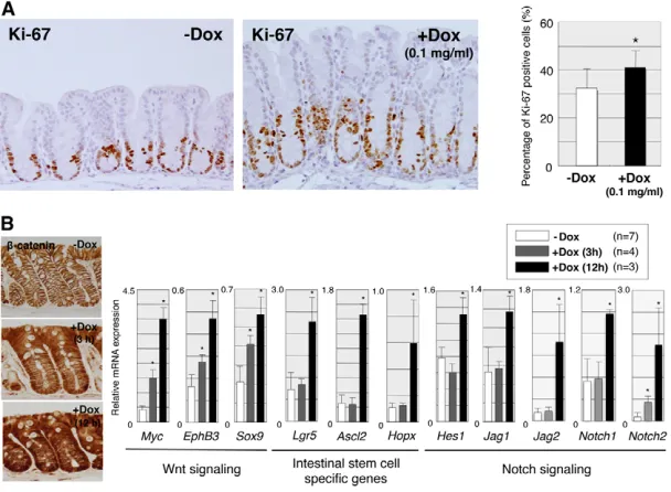 Fig. 5. Dose-dependent effect of Wnt activation oncell proliferation and gene expression in colonic