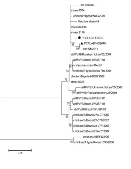 Fig. 1.  Nucleic acid Phylogenetic relationships of G glycoprotein gene of avian metapneomovirus genome isolated from Broiler Breeder farm, Iran