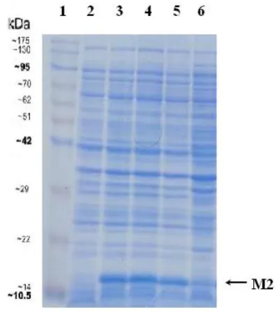 Fig. 1. Expression analysis of M2 protein (17 kDa) by SDS-PAGE. Lane 1: Protein marker; Lane2: Lysate before induction; Lane 3-6: Lysate collected at the time of 2h, 3h, 4h and 20h after IPTG induction