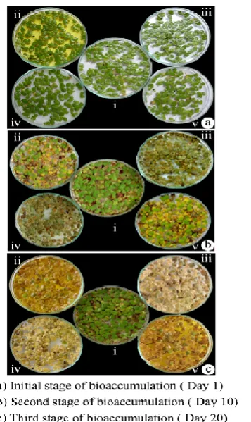 Table 2. Bioaccumulation of heavy metals by L. polyrrhiza by SEM-EDX analysis  