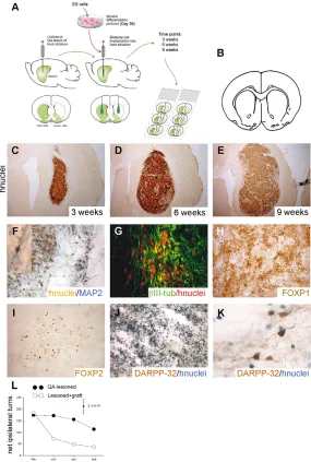 Fig. 6. Assessing the survival and differentiation