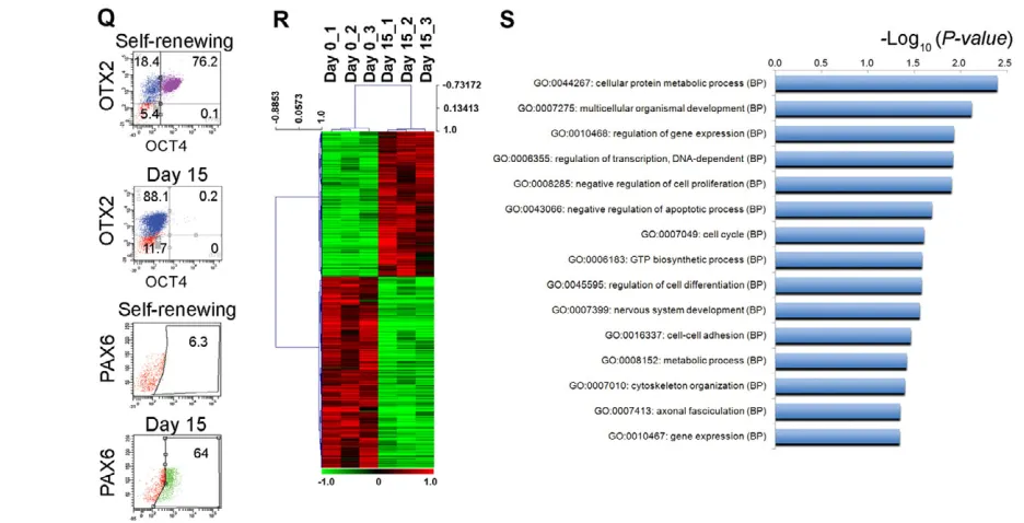 Fig. 1. Neural conversion of hES cells to ventral telencephalic progenitors. (FOXG1 (during the neural induction phase is shown by the morphogens (–F)