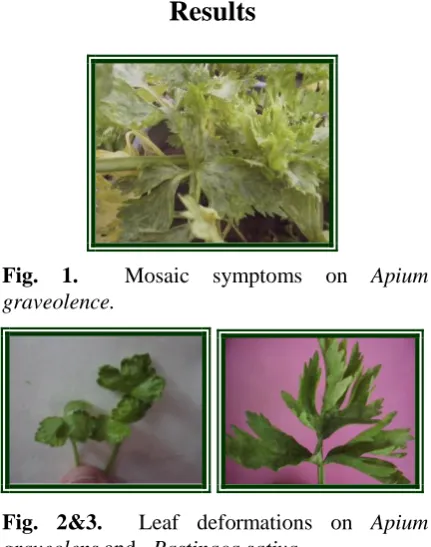 Fig. 2&3.  Leaf deformations on Apium graveolens and   Pastinaca sativa. 