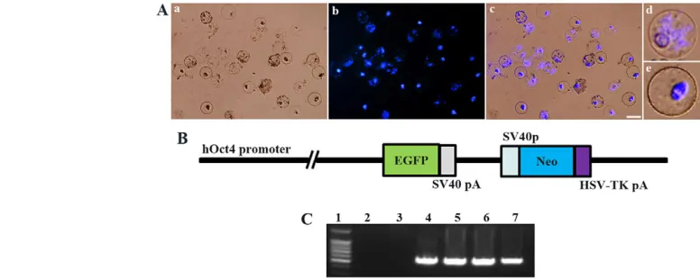 Fig. 1. Details of preparation of oocyte extract and plasmid used for transfection. (A) Appearance of oocyte nuclei in pig germinal vesicle(GV) stage oocyte cytoplasmic extract (GVcyto-extract; preparation described in Materials and methods) after 1 hour o