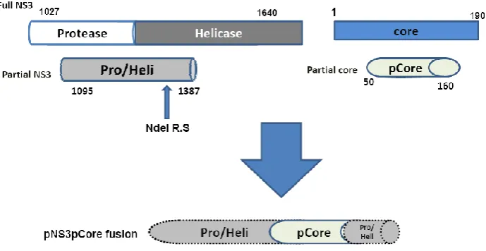 Fig. 1. Schematic representation of construction the novel fusion sequence including overlapping fragment of NS3 gene and N-, C-terminal deleted fragment of core gene