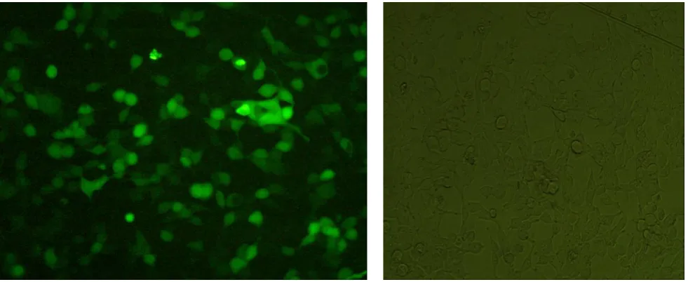 Fig. 6. The western blot analysis of IR-pNS3 (A) and IR-core (B) expression vector transfection (A): IR-pNS3 transfection of 293 cells