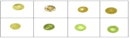Fig. 2. TPIA assay on the lettuce infected with MiLV using the MiLV antiserum colored with fast red solution