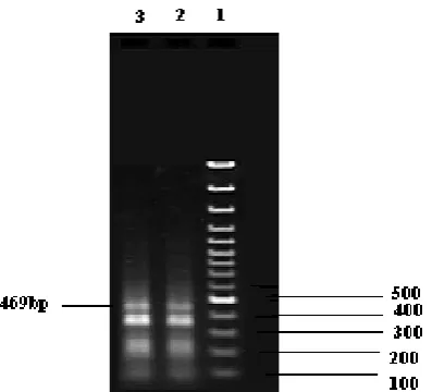 Fig. 8. The dendrogram related to the isolate LBVaV collected from Tehran, along with the other isolates existed in the gene bank (using DNA MAN software)