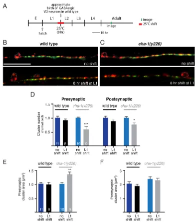 Fig. 8. Reduced cholinergic neurotransmission during a period of GABAergic synaptogenesis alters GABAergic synaptic connectivity