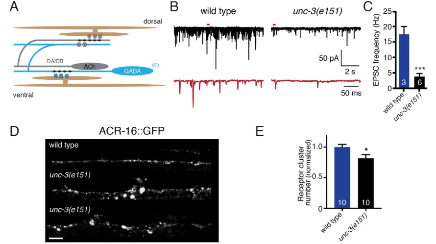 Fig. 1. Cholinergic neuromuscular transmission is impaired in unc-3(e151)(middle and bottom) animals expressing GFP-tagged AChRs in body wall muscles ((gray) synapse onto inhibitory GABAergic motor neurons (blue) and onto body wall muscles (brown)