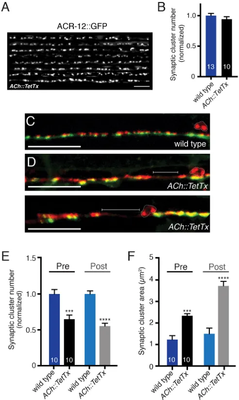 Fig. 5. Vesicular release from cholinergic motor neurons shapes GABA