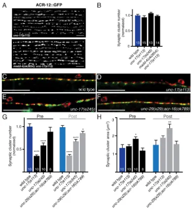 Fig. 6. Reduced cholinergic transmission alters GABA synapse density and localization