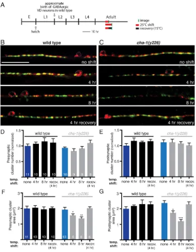 Fig. 7. Acute reduction of cholinergic transmission during adulthood produces reversible decreases in GABA synapse size