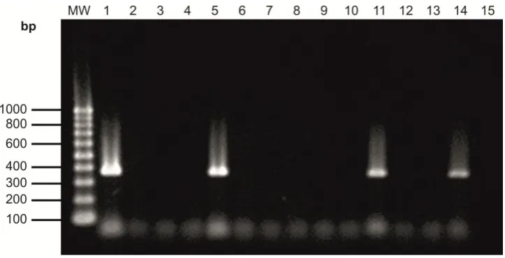 Figure 1: Results of multiplication of Gene F of PPR virus from sheep and goat blood samples Gorveh