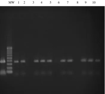Figure 4: Results of multiplication of Gene F of PPR virus from sheep and goat blood samples of Kamiaran and Piranshar