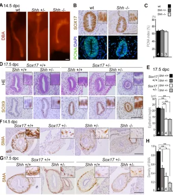 Fig. 5. Sox17positive signals remained patchy inSox17higher magnification images of SMA-positivecells in the gallbladder epithelia (B,D) and itssurrounding mesenchyme (F,G)