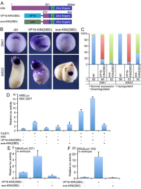Fig. 9. Assays on the transcriptional activity of Klf4.A)Construction of fusion constructs of Klf4