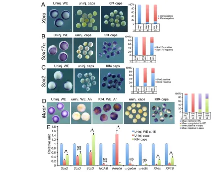 Fig. 2. Assays on Klf4 function with animal caps. (animal caps were removed at stage 8.5