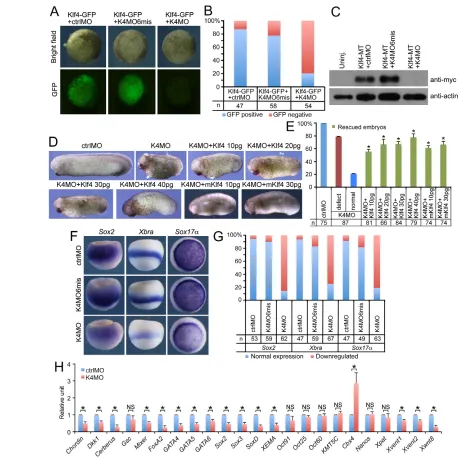 Fig. 3. Loss-of-function analyses on Klf4. (compare the ratio of rescued embryos against the ratio of unaffected embryos among K4MO-injected embryos