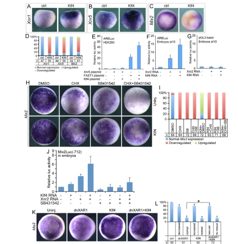 Fig. 4. The regulatory effect of Klf4 on the Nodal/Activin pathway. (at stage 10.5 for whole-mount in situ hybridization