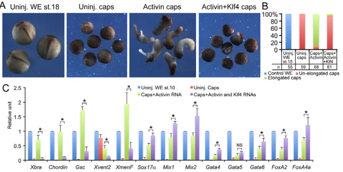 Fig. 5. Influence of Klf4 overexpression on