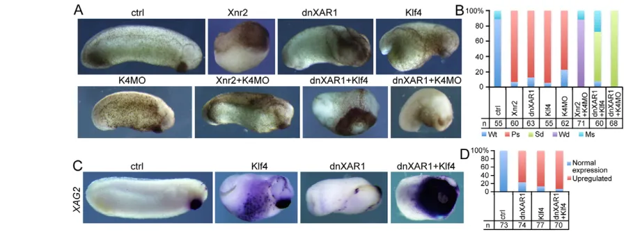 Fig. 6. Correlation between Nodal and Klf4 during embryonic development. (K4MO individually or in different combinations, as labeled above each panel, generated different effects on embryogenesis
