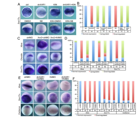 Fig. 7. Combinatorial effects of Nodal/Activin and Klf4 on germ-layer differentiation