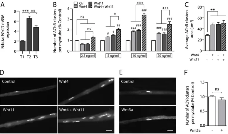 Fig. 1. Wnt4 and Wnt11 cooperatively enhance AChR clustering in vitromyotube differentiation at three muscle stages: T1, myotube formation; T2, visualization of AChR clusters; and T3, late muscle differentiation