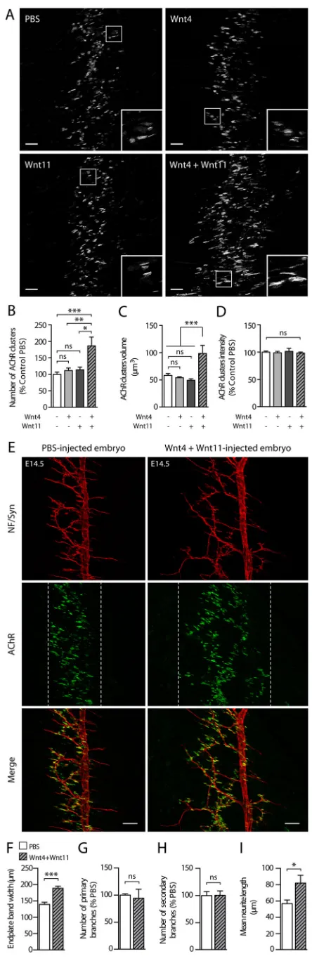 Fig. 2. Wnt4 and Wnt11 cooperate to enhance AChR clustering andpresynaptic axon outgrowthUcondition