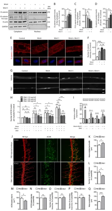 Fig. 4. Wnt4 and Wnt11 signal throughthe canonical pathway to elicit AChR(ns): compared with untreated conditions.nWhitneyScale bars: 10 µm in E; 20 µm in G;subunit mRNA expression in myotubestreated or otherwise with Wnt4 (10 ng/ml)and/or Wnt11 (10 ng/ml)