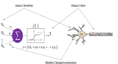 Figure 1:  Comparison between a biological neuron an artificial neuron 