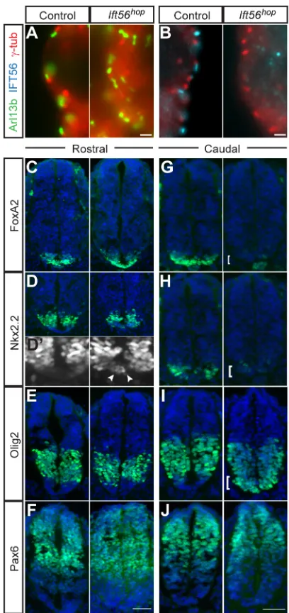 Fig. 1. Ift56red). (C-J) E10.5 neural tube sections were stained with DAPI (blue) and formarkers of neuronal progenitors (green)