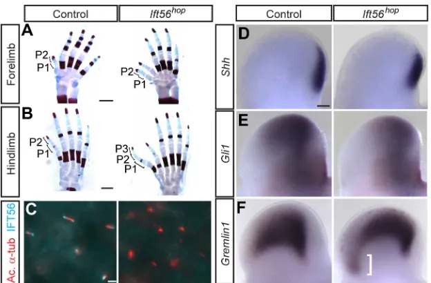 Fig. 2. Ift56due to impaired Gli3R function.replicates each from control and mutant, with three sectionsper replicate analyzed