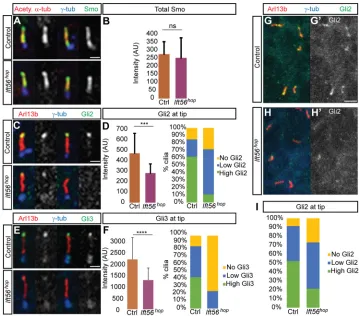 Fig. 3. Ciliary localization of Gli proteins is n=89 cilia counted.(B,D,F) ns, not significant; ***P<0.0001 by two-tailed Studentwith unequal variances