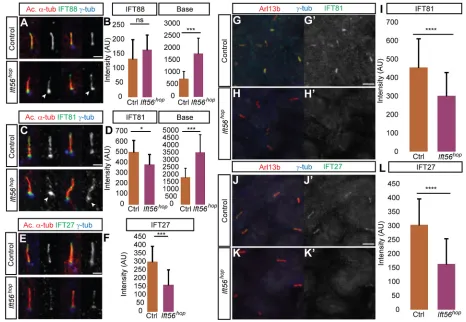 Fig. 4. The integrity of the IFTB complex breaks down in Ift56representative MEF line