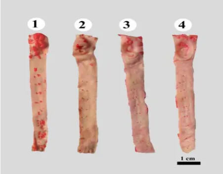 Fig 1. Presentation of atherosclerotic plaques formation in aortasections of rabbits in different tested groups; Positive Control (1), SM-C2 (2), SM-W2 (3), and rabbits that fed on standard laboratory diet(negative control) (4)
