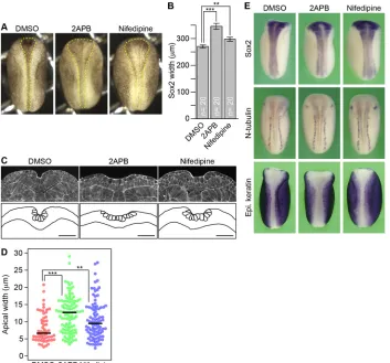 Fig. 1. Intracellular Ca2+ is required for