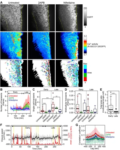 Fig. 3. Quantitative analyses of intracellular Ca2+the originally counted numbers at a given time point with those of neighboring time points (50 time points total)