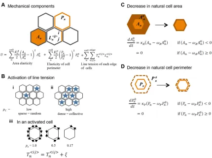 Fig. 6. Schematic representation of the vertex model. (A) The mechanical potentials are shown with five cells
