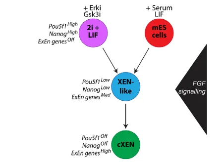 Fig. 6. A schematic model of cXEN cell derivation from mESCs.mESCs maintained in LIF and either 2i (purple) or serum (red) can giverise to cXEN cells